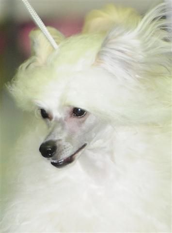 Fluffysteps Another Dance To Trance