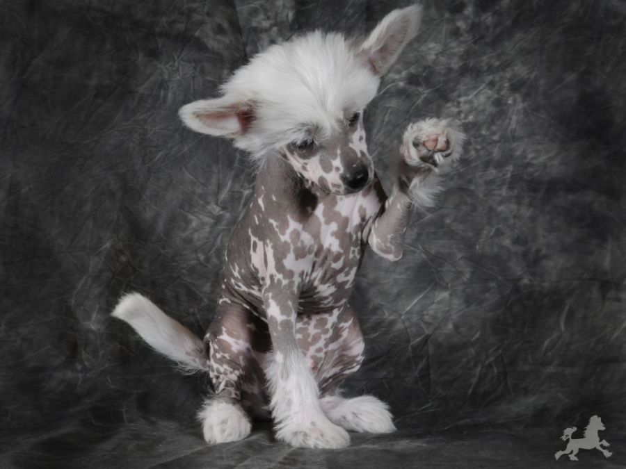 QuiinCharme's Desire To Walk On Top