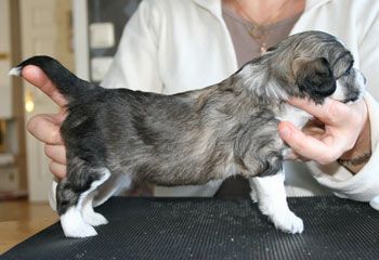 Kaa Won's Full House