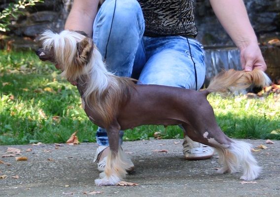 Rus Foreva Fire Fox Apriori Vip