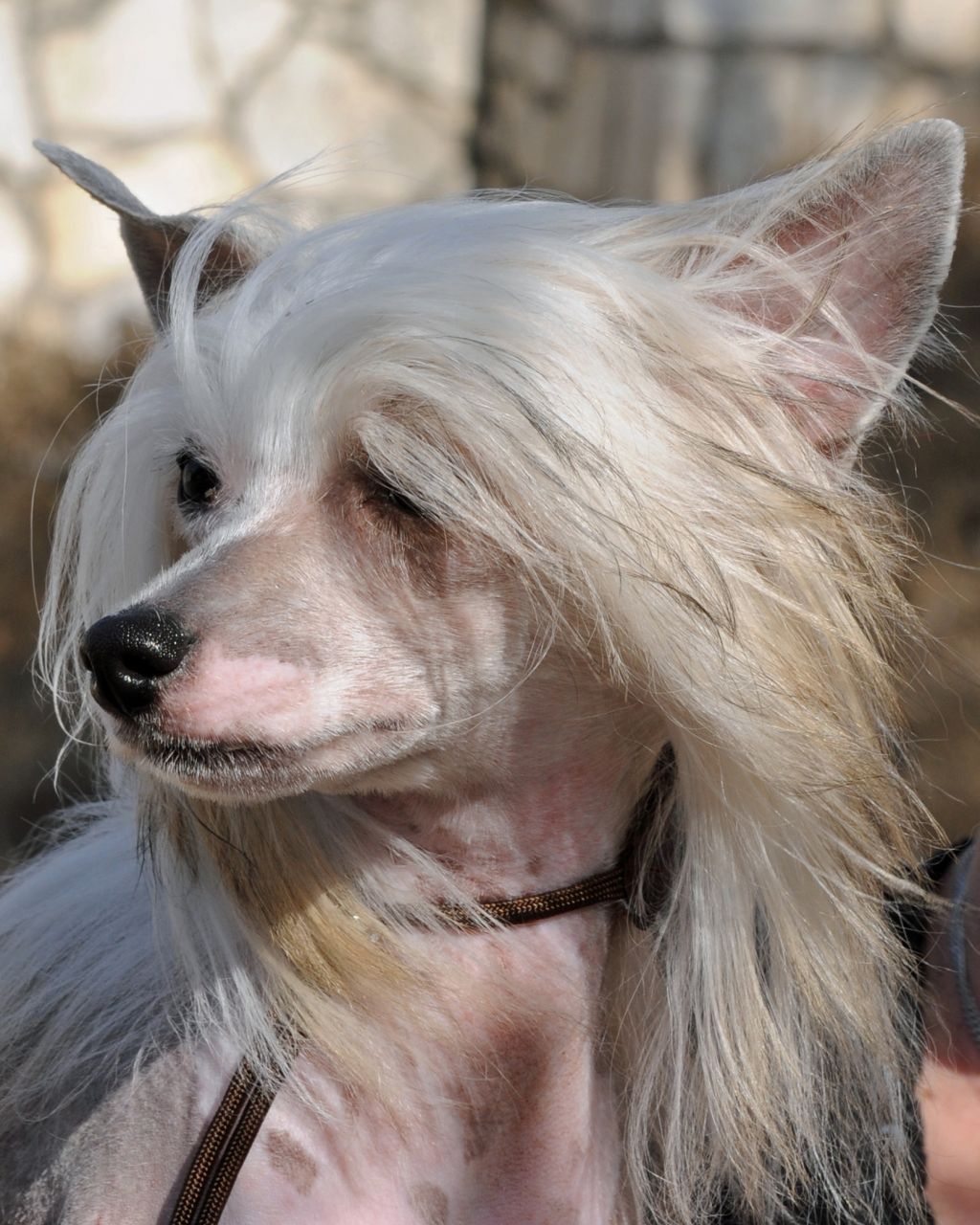  Rivercity's Lil Valid