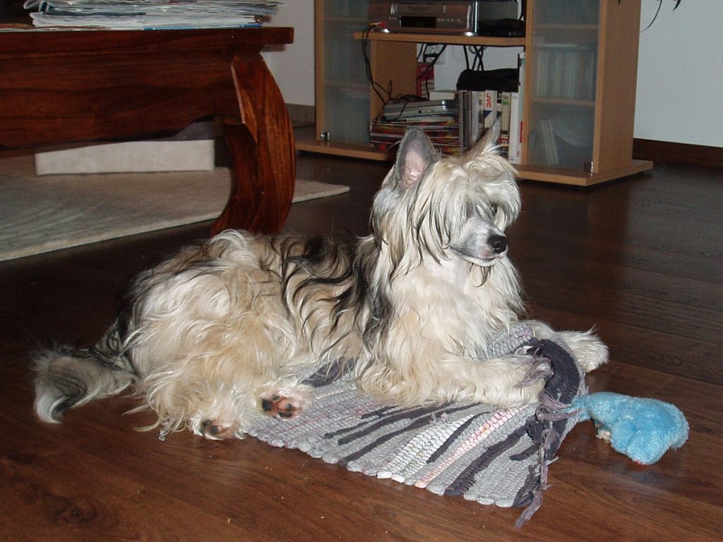 Afrodita z Pulnocního dvora