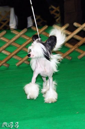 Landust Light in the Night