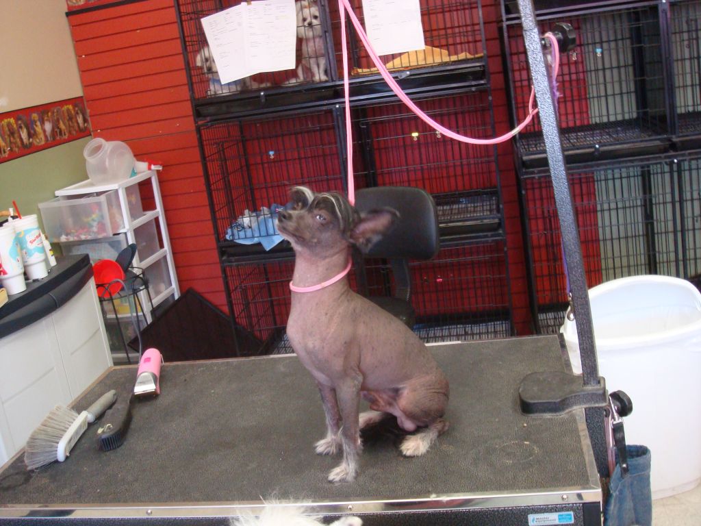 Bandito's Carbon Copy