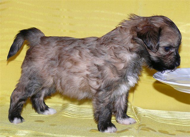 Kristal Yaniry Ulian