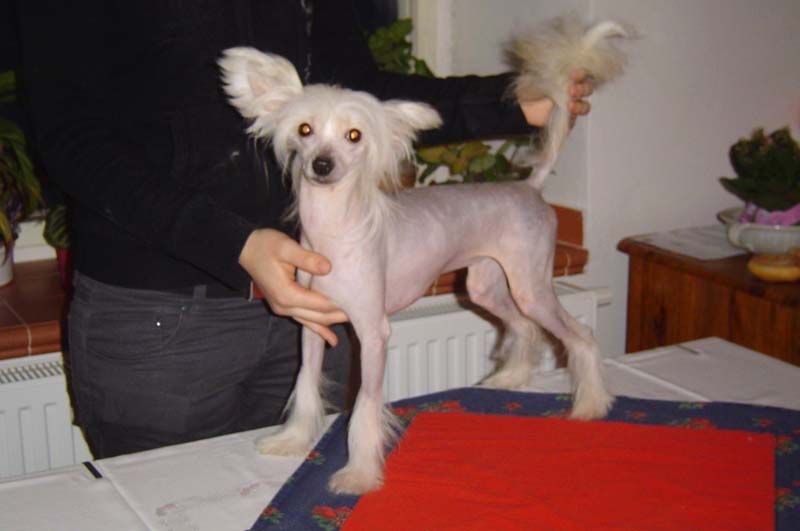 KARLIE Certova stena