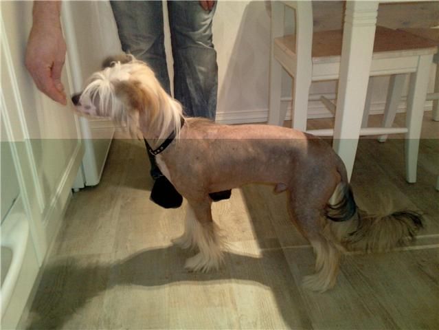 Moelmo's Extremely High Couture