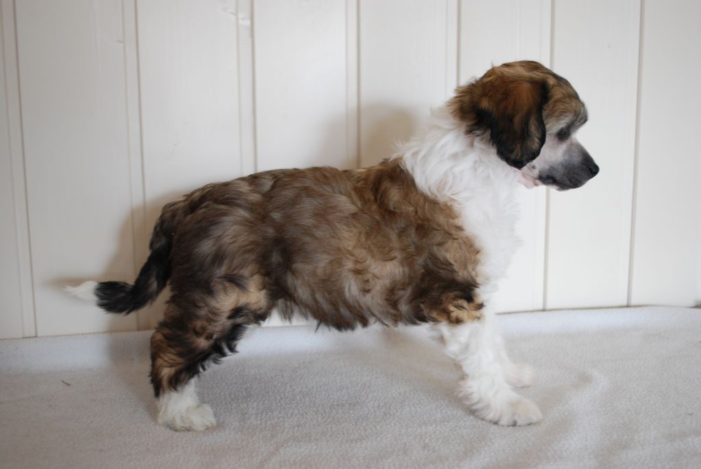 Moelmo's Eternal Flame 