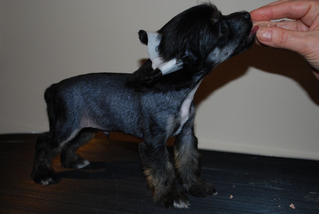 Angelsteps Amazing Darkness