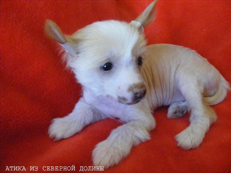 Atika Iz Severnoi Doline