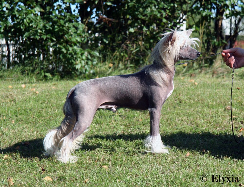 Inya Dreams Frankly I Don't Care