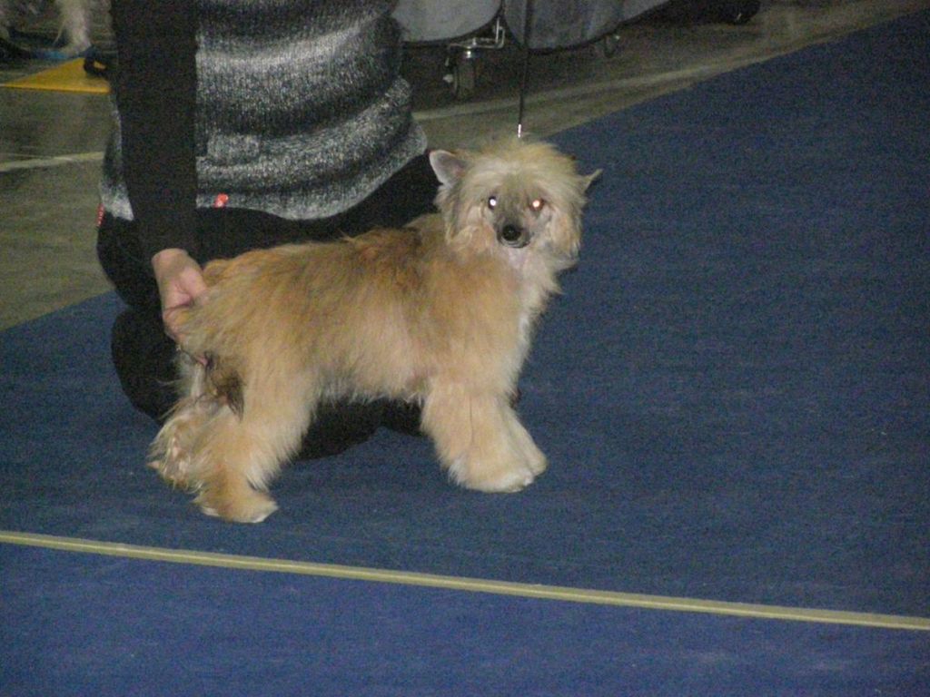 Beatrix Princess Od Senove