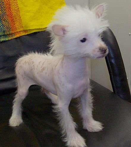 Show'NTells Christmas Noel