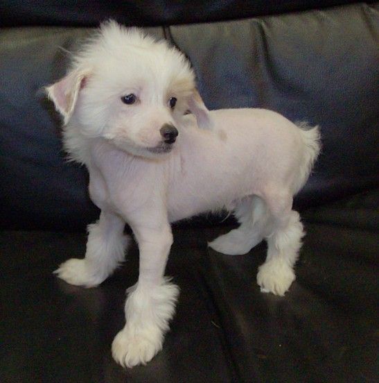 Show'NTells Mason Dixon Line HL