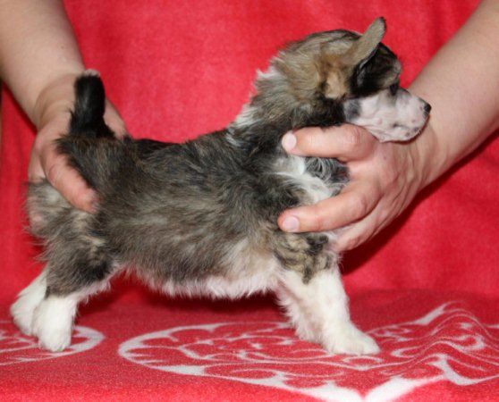 Passer-By Herald-Boy