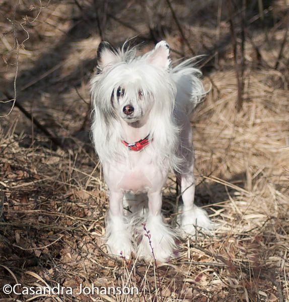 Dogs of Dark Dancing Queen