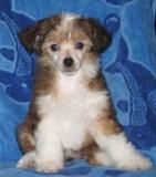 Vivat Sanraiz Java Island Rus Foreva 