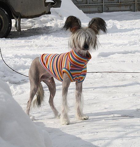 Fantastic Kashmir Silver Samon