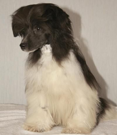 Sleek Slim Pet Baby Black Dimond Jack