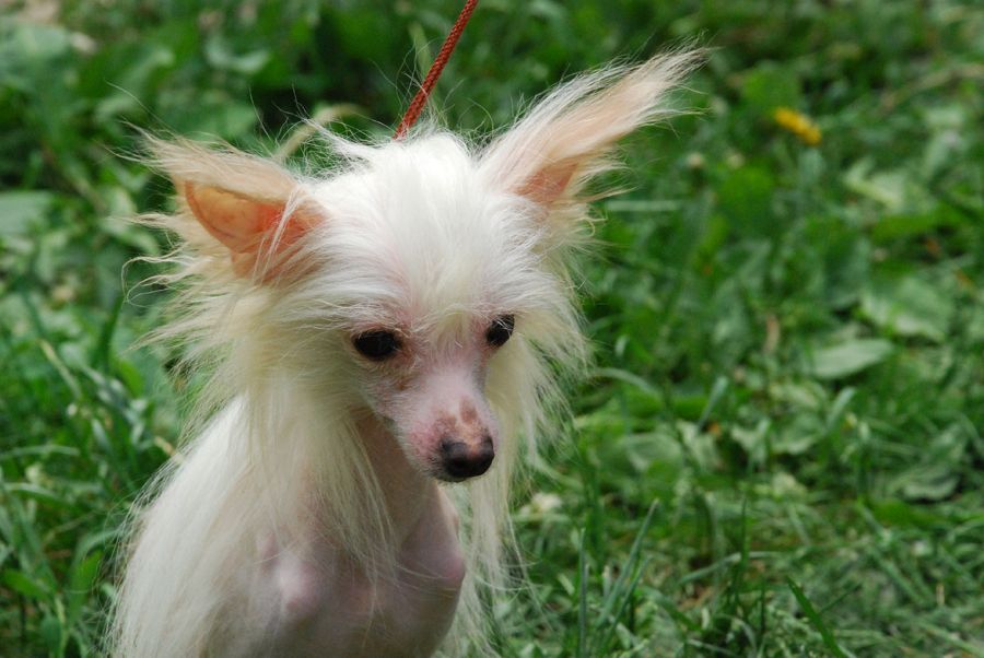 Tressi s Tushinskogo Doma