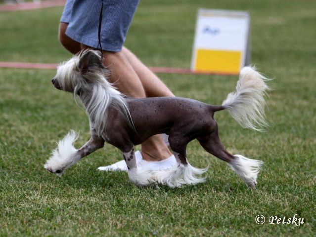 CH. Bryelis Running Bare Jw Shcm