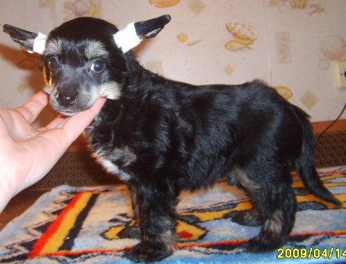 Orero Lovely Zheton