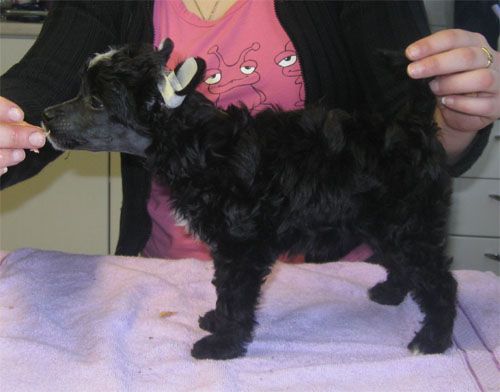 Tapi-Tapi Emotional BunnyWabit