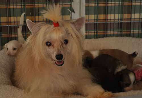 Silver Bluff A Kiss In Time