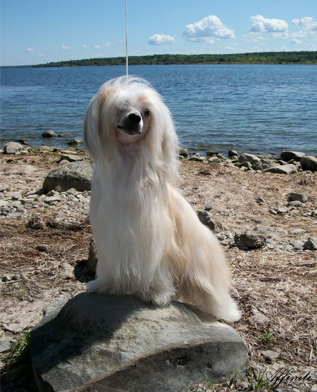 Bonsai's Moonlight Ryder Taji