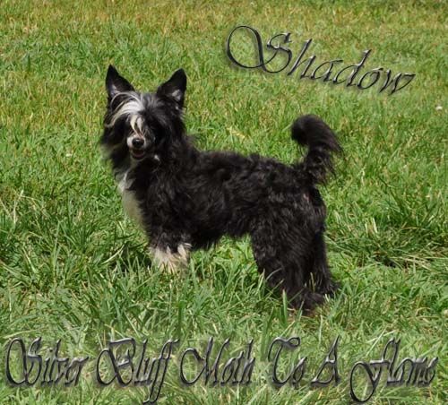 Silver Bluff Moth To A Flame