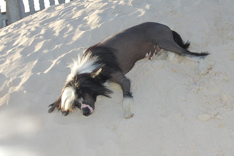 Tarantino Sub-O-Divo