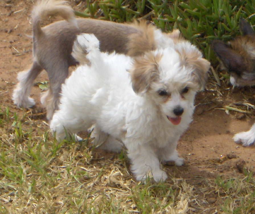 Xioma Wings Of Crystal