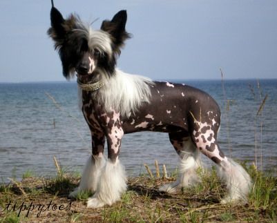 Tippytoes Petite Coquette