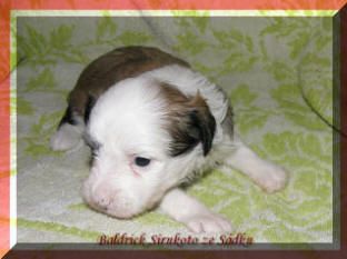 Baldrick Sirukoto ze Sádku