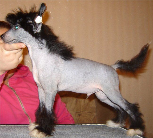 Libero Macho Minodora