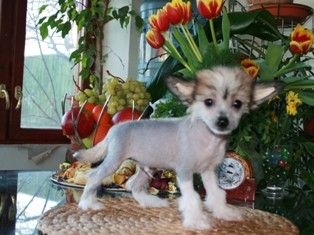 Ksolo Club Ulf Batsheba