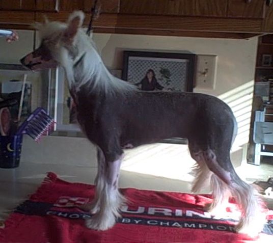 Sakkarra  Glamourpuss