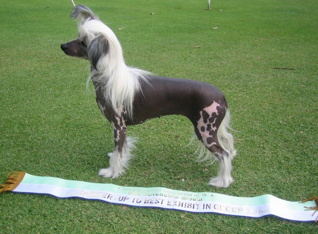 Wumao Counterfeit Contessa