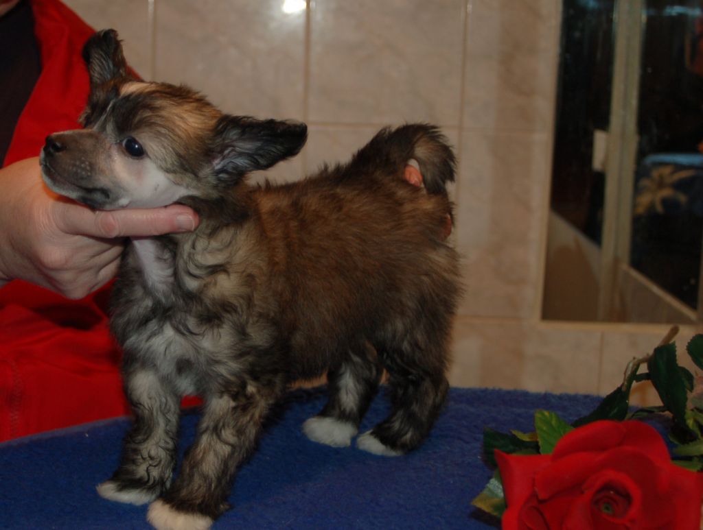 De La Mahafu's Let's Golden Horex