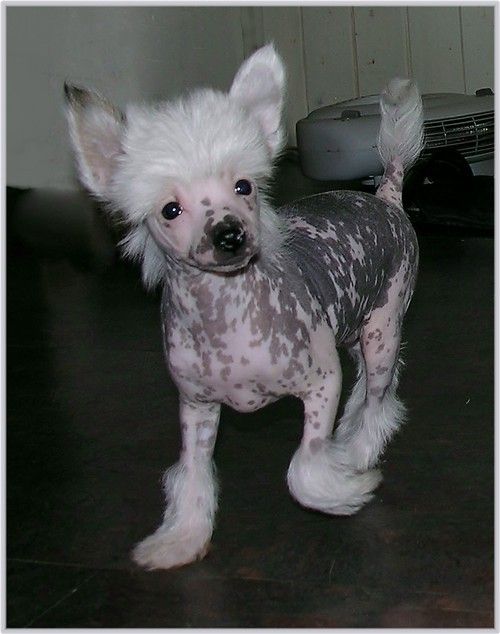 Rimabra's Mr. Bandito