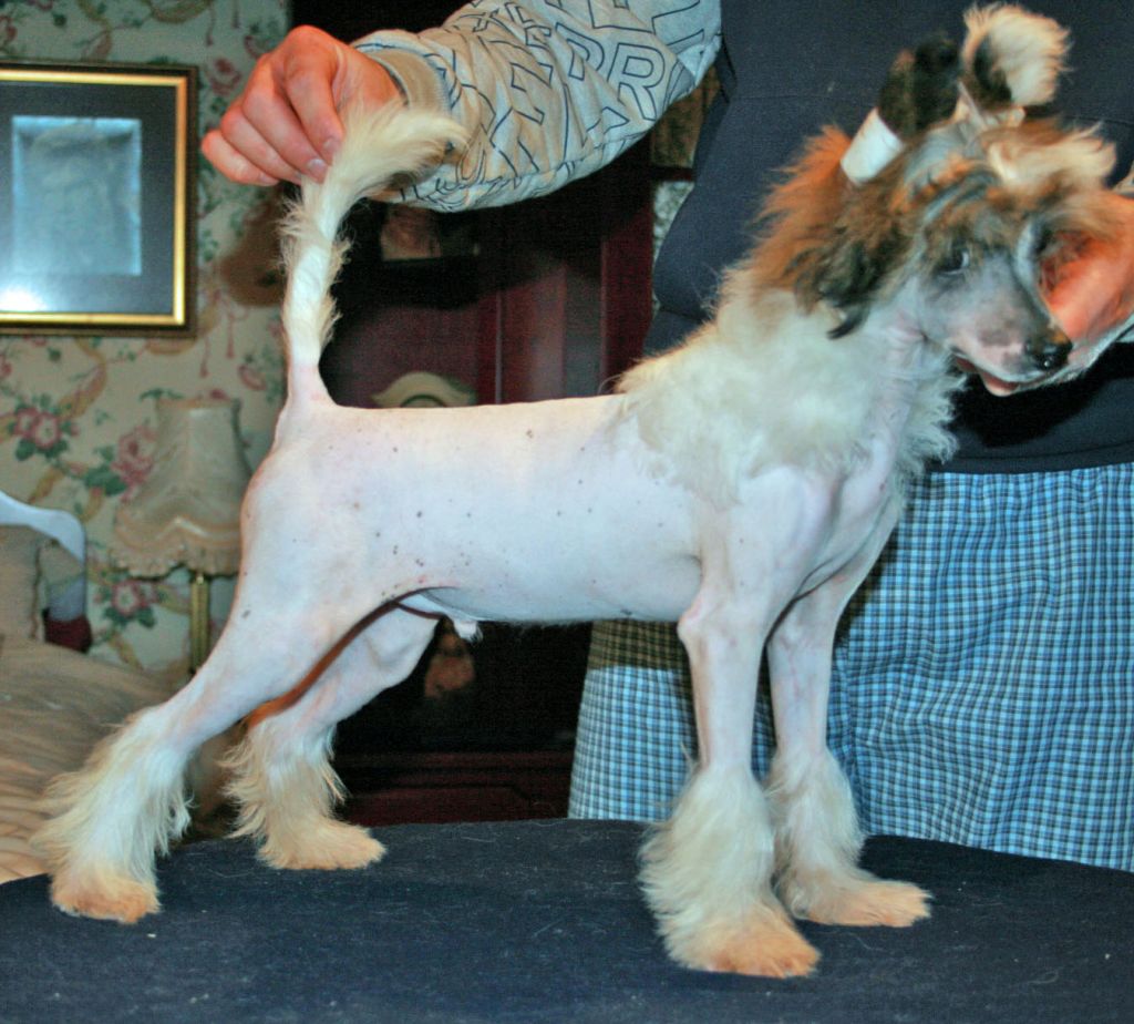 Utopiangold Teeze Me Teeze Me