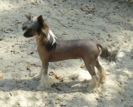 Imitation Top Model De Rama