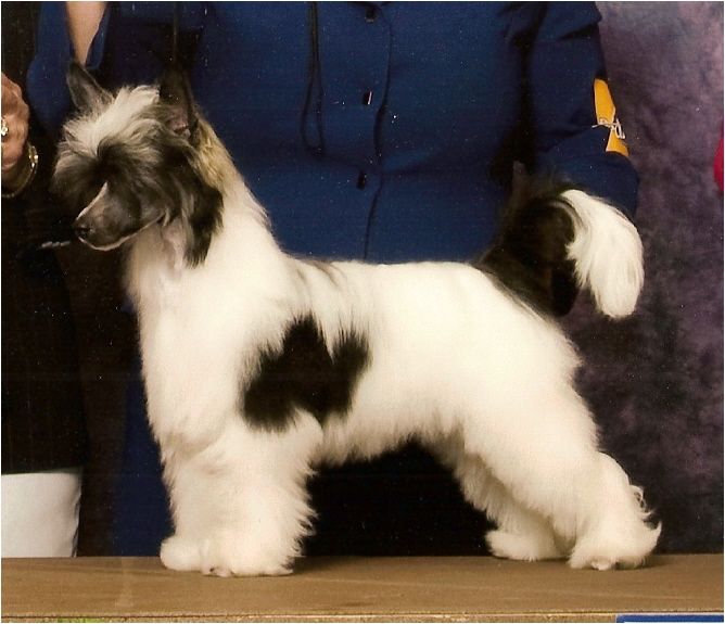 Bodeswell Fallen Angel
