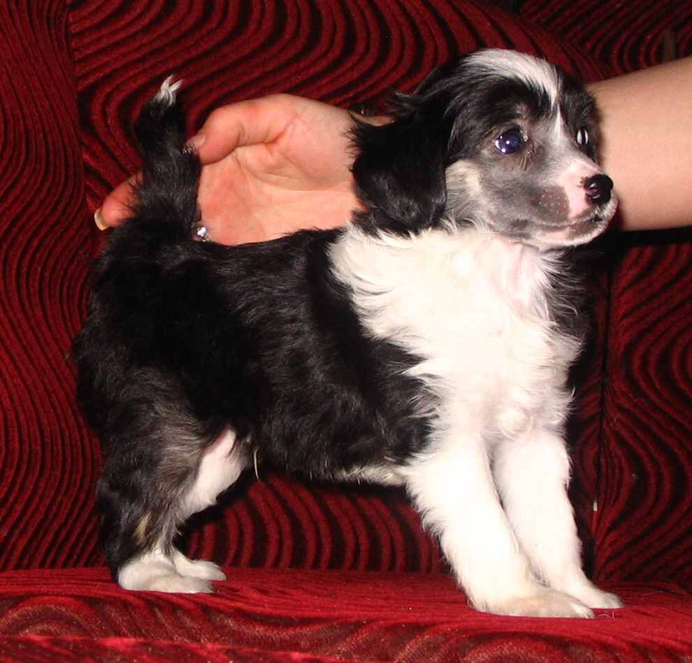 Scoobie z Jasne hvezdy