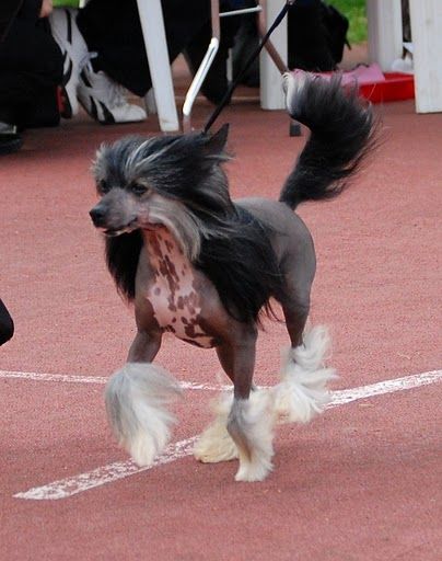 Riviera Galus Pastoral