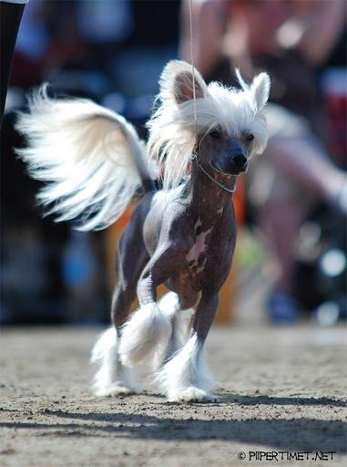 Pinky Twinky Forever Fabulous