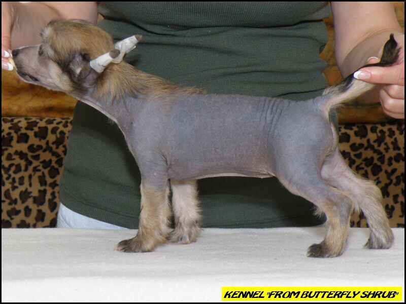 Bit Beautiful Flower From Butterfly Shrub