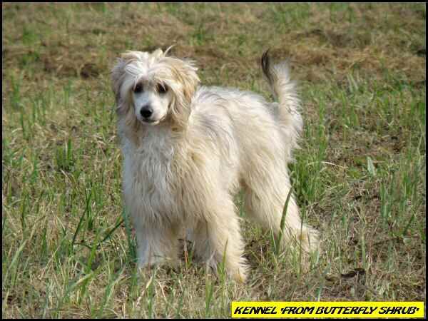 Broddy Honey From Butterfly Shrub