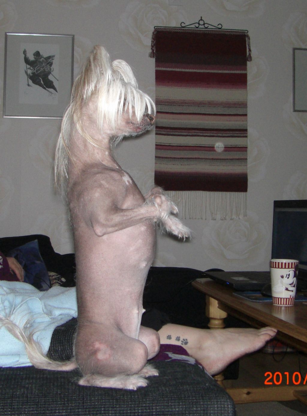 Lohamras Hot Red Chili Pepper