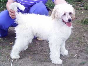 Nezhny Angel Zhun' Sin'